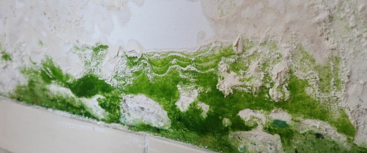 Mold damage