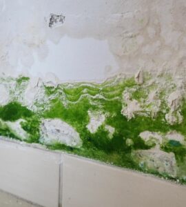 Mold damage