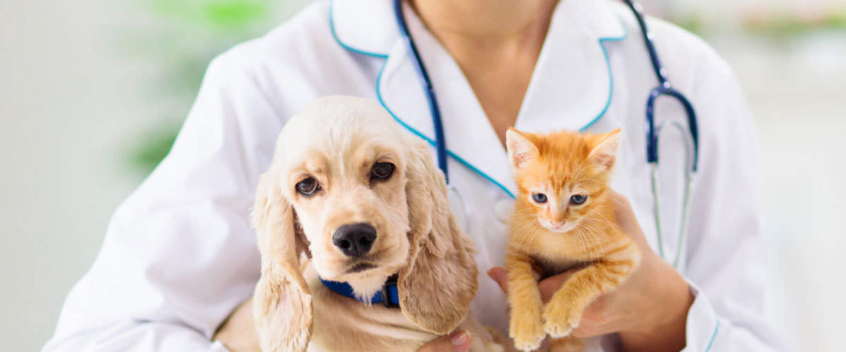 What does pet insurance cover