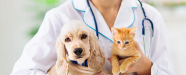 What does pet insurance cover