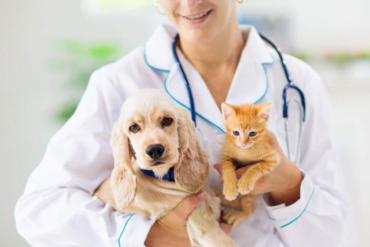 What does pet insurance cover