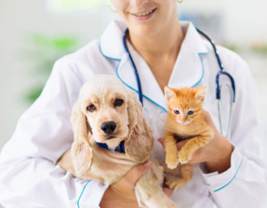 What does pet insurance cover